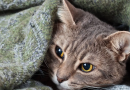 Pocos lo saben: qué sienten los gatos cuando rayan un mueble, según un veterinario Pocos lo saben: qué sienten los gatos cuando rayan un mueble, según un veterinario