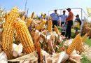 El Gobierno oficializó la baja de retenciones a la soja, maíz, girasol y la carne El Gobierno oficializó la baja de retenciones a la soja, maíz, girasol y la carne