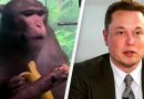 Elon Musk es acusado por la muerte de monos a causa de sus chips cerebrales
