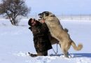 Un nuevo fármaco podría prolongar la vida útil de las razas de perros gigantes
