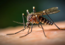 ¿Están bajando los casos de dengue? Qué dicen los expertos
