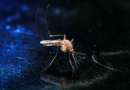Prevención del dengue: dónde habrá operativos esta semana, hasta el 25 de julio