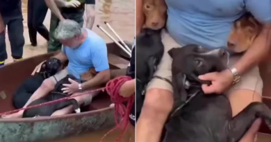 Un hombre arriesgó su vida para salvar a sus cuatro perros en las inundación de Brasil y el video conmovió al mundo