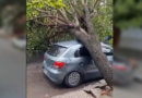 Un auto fue aplastado por un árbol en Barrio Sur