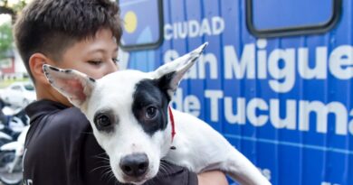 Las castraciones gratuitas llegan a los barrios gracias al quirófano veterinario móvil del Municipio