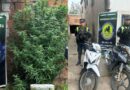 Recuperan dos motos robadas y secuestran una planta de marihuana