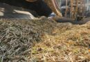 Cómo avanza la zafra 2025 en la provincia de Tucumán