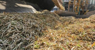 Cómo avanza la zafra 2025 en la provincia de Tucumán