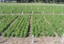 El nuevo oro verde: cuál es el cultivo que despierta el interés de los inversores pese a su poco desarrollo en la Argentina El nuevo oro verde: cuál es el cultivo que despierta el interés de los inversores pese a su poco desarrollo en la Argentina