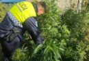 Decomisan 27 plantas de marihuana