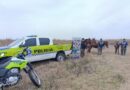 Recuperan seis equinos que habían sido robados