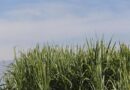 La molienda de caña de azúcar en Tucumán supera el 50 % de avance